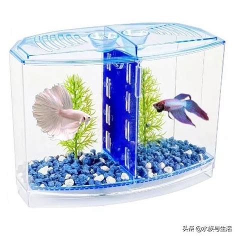 辦公桌魚缸|在公司的辦公桌上如何養魚？需要考慮以下幾點